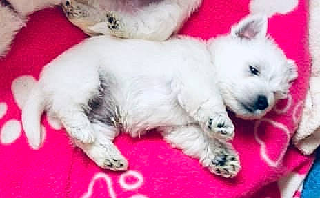 Hamish is registered to the contest to win money with this photo: bichon, bolonka, canidae, carnivore, dog, dog_breed, maltepoo, mammal, non_sporting_group, puppy, puppy_love, terrier, toy_poodle, vertebrate, west_highland_white_terrier