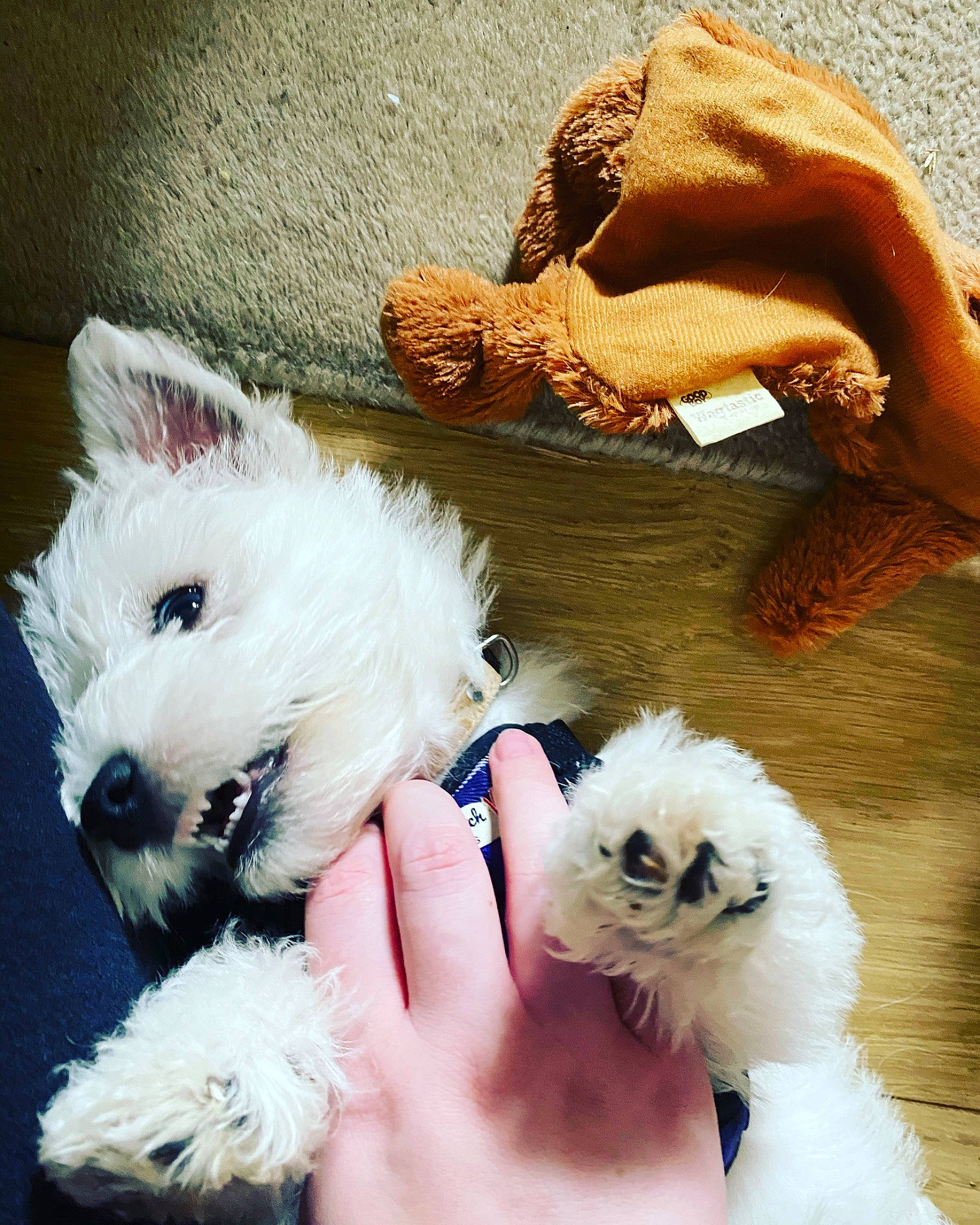 Hamish is registered to the contest to win money with this photo: bichon, canidae, carnivore, companion_dog, dog, dog_breed, maltepoo, maltese, mammal, non_sporting_group, pomeranian, puppy, puppy_love, schnoodle, terrier, toy_dog, vertebrate, west_highland_white_terrier