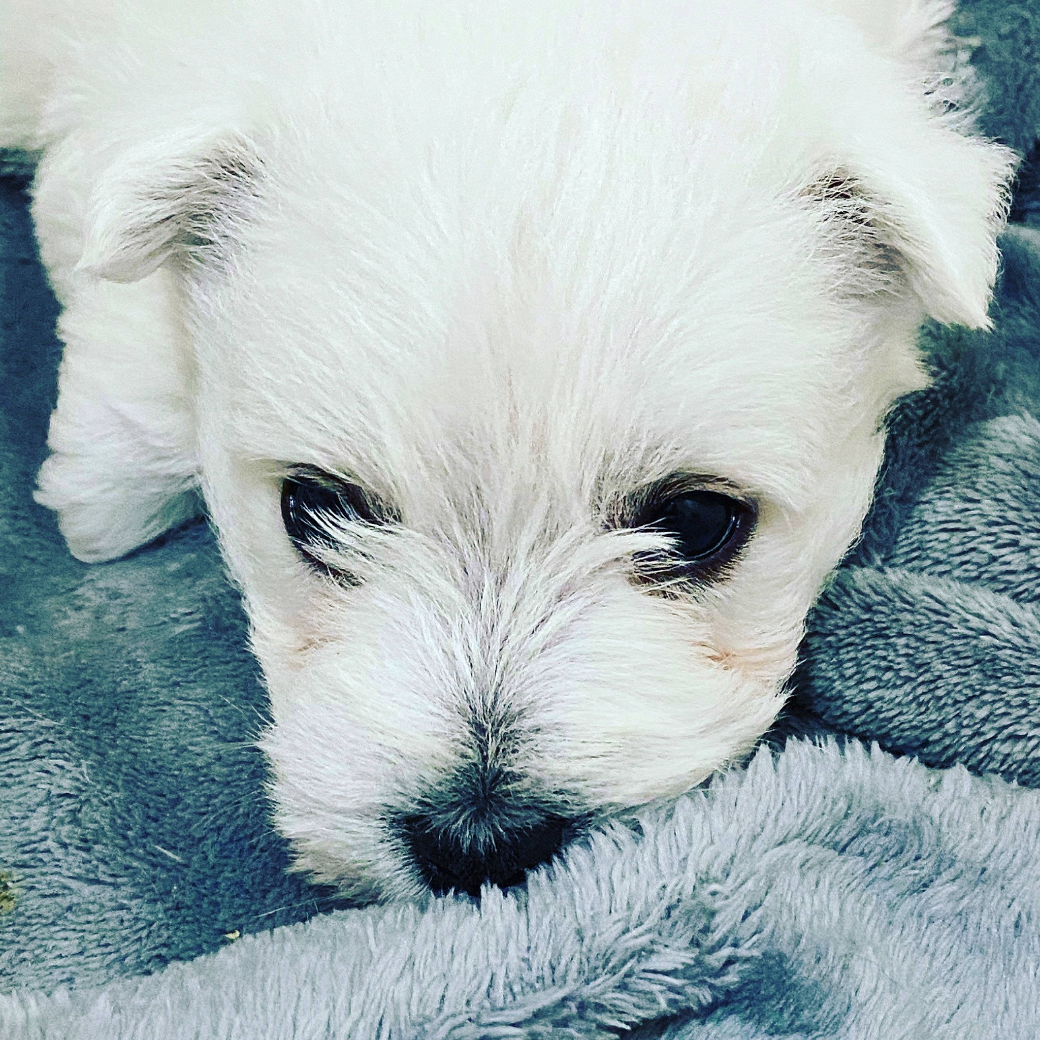 Hamish joined the competition — help win amazing prizes! canidae, carnivore, companion_dog, dog, dog_breed, eye, maltese, mammal, puppy, puppy_love, rare_breed_dog, schnoodle, sealyham_terrier, small_terrier, snout, terrier, vertebrate, west_highland_white_terrier