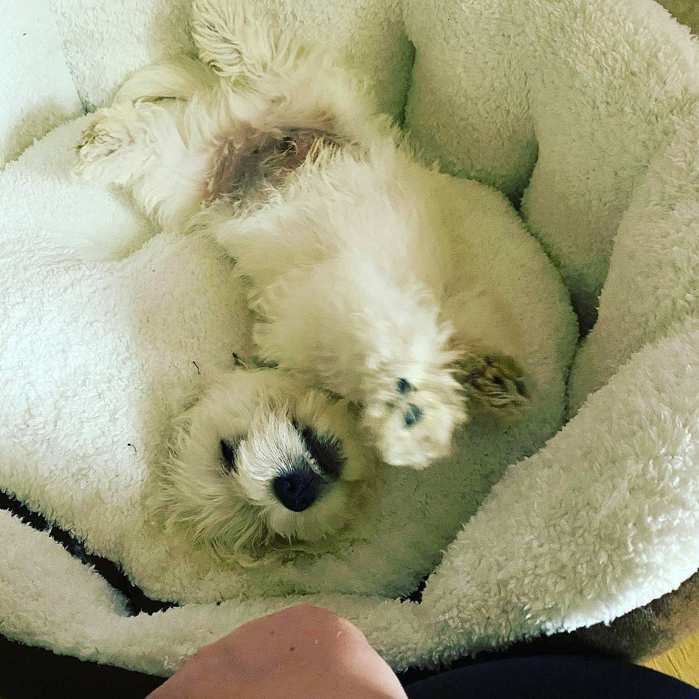 Hamish is registered to the contest to win money with this photo: canidae, carnivore, companion_dog, puppy, puppy_love, snout