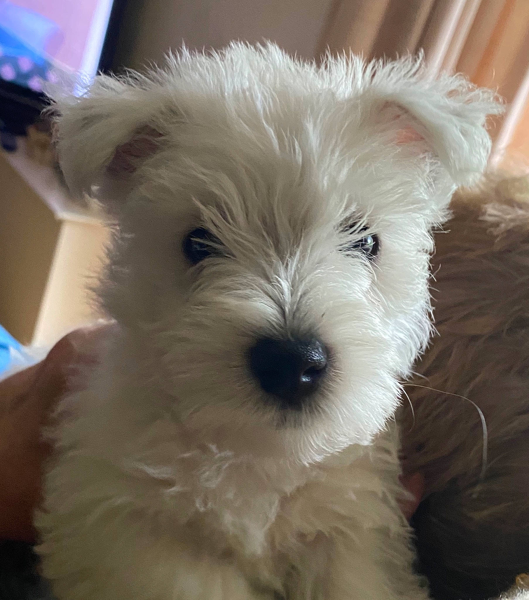 Hamish is registered to the contest to win money with this photo: canidae, carnivore, companion_dog, dog, dog_breed, irish_soft_coated_wheaten_terrier, maltepoo, mammal, miniature_schnauzer, puppy, rare_breed_dog, schnauzer, schnoodle, sealyham_terrier, small_terrier, snout, sporting_lucas_terrier, terrier, vertebrate, west_highland_white_terrier