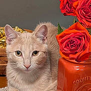 Oswin Oz is registered to the contest to win money with this photo: cat, kitten, feline, pet, animal, cream_fur, blue_eyes, sitting, portrait, roses, red_flowers, flower_vase, orange_vase, indoor, tabletop, woven_mat, crochet, decorative, cozy, closeup