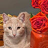 cat, kitten, feline, pet, animal, cream_fur, blue_eyes, sitting, portrait, roses, red_flowers, flower_vase, orange_vase, indoor, tabletop, woven_mat, crochet, decorative, cozy, closeup