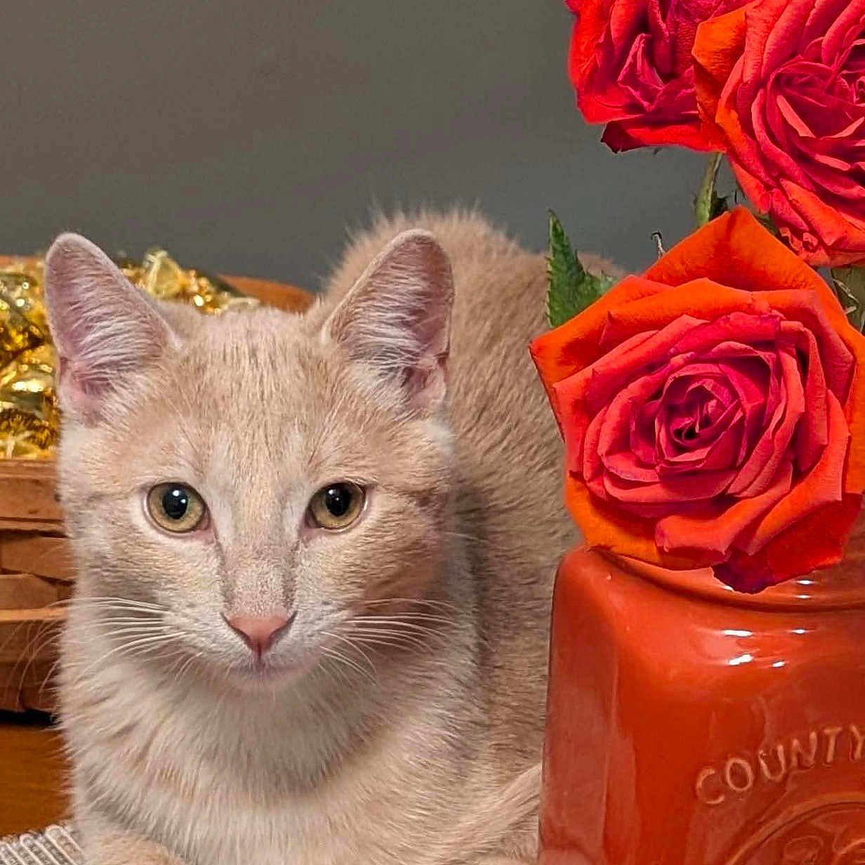 Oswin Oz is registered to the contest to win money with this photo: cat, kitten, feline, pet, animal, cream_fur, blue_eyes, sitting, portrait, roses, red_flowers, flower_vase, orange_vase, indoor, tabletop, woven_mat, crochet, decorative, cozy, closeup