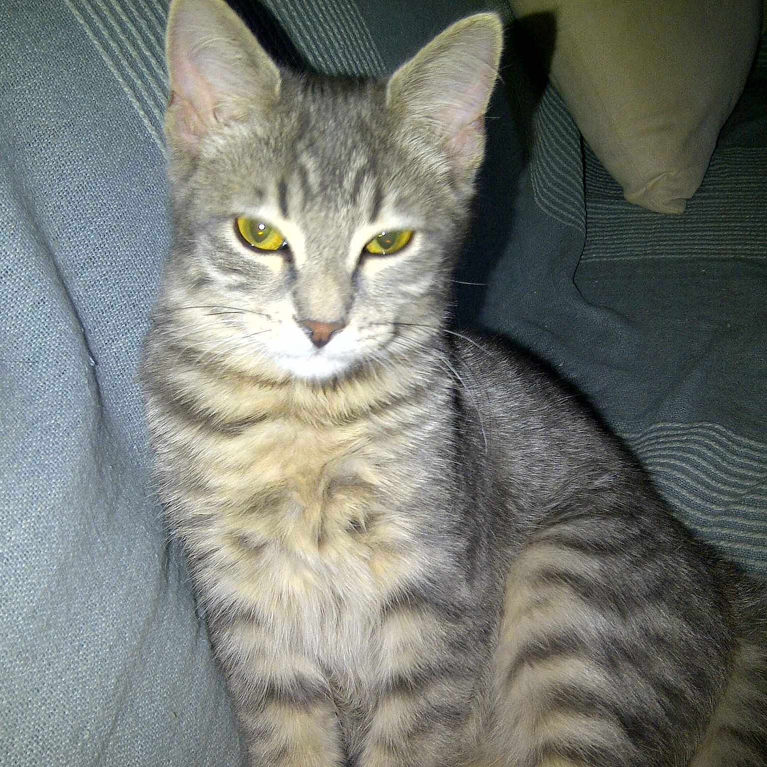 KITTOU