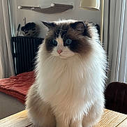 Cleo a rejoint le concours — aidez-le/la à gagner de superbes lots ! cat, fluffy, blue_eyes, table, wooden_table, indoor, lamp, blanket, cozy, home_decor, furniture, pet, animal, portrait, sitting, long_hair, domestic_cat, cute, whiskers, relaxed