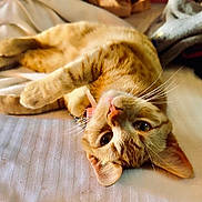Bella joined the competition — help win amazing prizes! cat, orange_tabby, pet, feline, bed, blanket, whiskers, relaxed, indoor, cozy, fur, closeup, sleepy, domestic_animal, cute, animal, resting, soft_lighting, warm_tones, curious