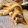 cat, orange_tabby, pet, feline, bed, blanket, whiskers, relaxed, indoor, cozy, fur, closeup, sleepy, domestic_animal, cute, animal, resting, soft_lighting, warm_tones, curious