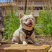 Kairo joined the competition — help win amazing prizes! dog, pet, outdoor, grass, stone, harness, leash, sunlight, happy, tongue_out, small_dog, cute, smiling, nature, fur, animal, sitting, daytime, garden, background