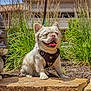 dog, pet, outdoor, grass, stone, harness, leash, sunlight, happy, tongue_out, small_dog, cute, smiling, nature, fur, animal, sitting, daytime, garden, background