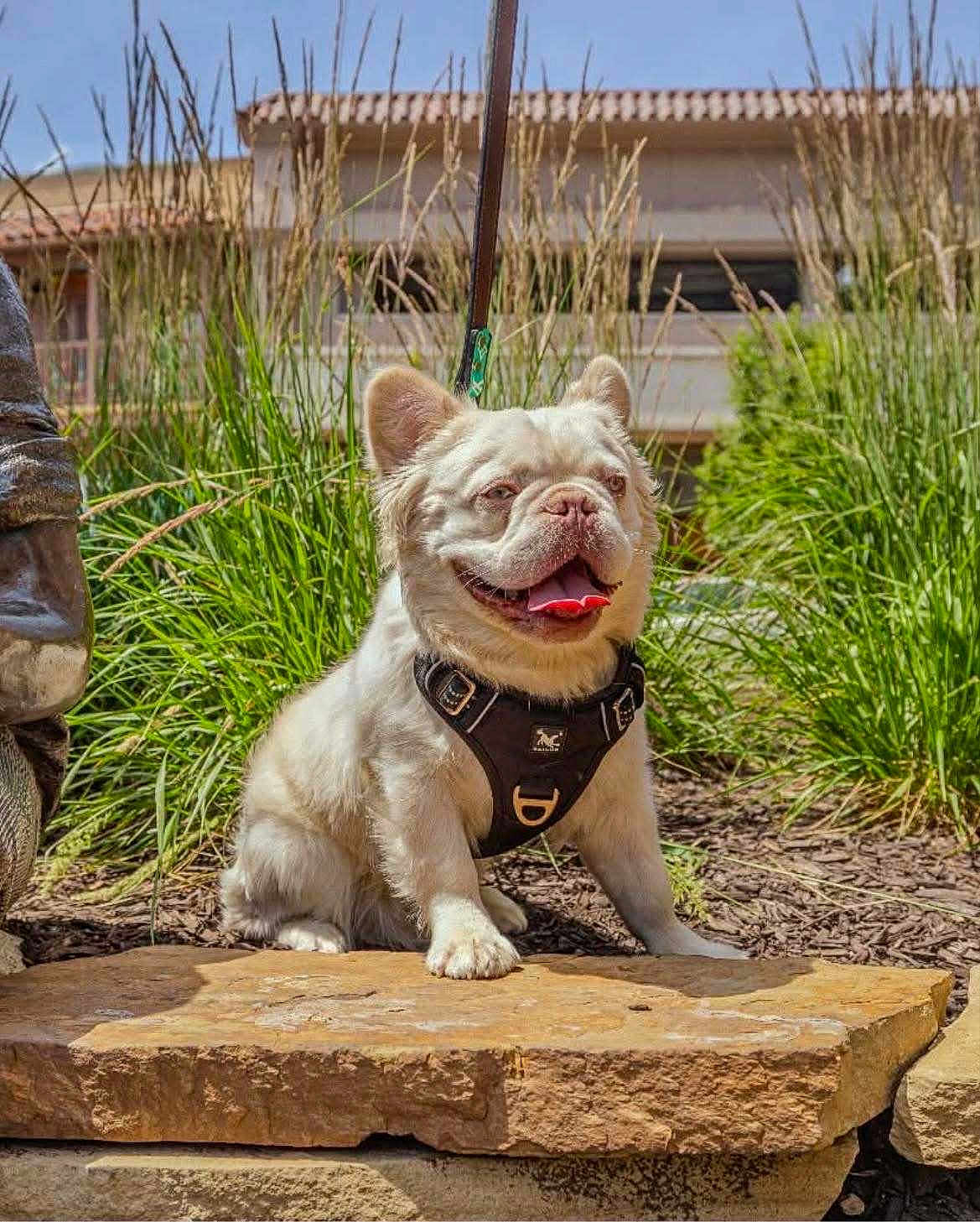 Kairo joined the competition — help win amazing prizes! dog, pet, outdoor, grass, stone, harness, leash, sunlight, happy, tongue_out, small_dog, cute, smiling, nature, fur, animal, sitting, daytime, garden, background