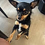 Melosita is registered to the contest to win money with this photo: dog, small_dog, black_dog, tan_dog, pet, indoor, wooden_floor, person_leg, pink_shorts, curious, alert, ears_up, standing, close_up, paw, animal, companion, cute, domestic_animal, canine