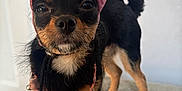 Melosita joined the competition — help win amazing prizes! dog, small_dog, pet, animal, hat, pink_hat, collar, indoor, furniture, gray_surface, door, doorknob, black_fur, tan_fur, standing, looking_at_camera, close_up, cute, curious, portrait