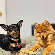 Melosita is registered to the contest to win money with this photo: dog, puppy, black_dog, tan_dog, fluffy_dog, couch, indoor, pet, animal, two_dogs, collar, tag, cute, resting, lying_down, furry, ears, eyes, domestic, companion