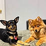 dog, puppy, black_dog, tan_dog, fluffy_dog, couch, indoor, pet, animal, two_dogs, collar, tag, cute, resting, lying_down, furry, ears, eyes, domestic, companion