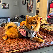 Pompon joined the competition — help win amazing prizes! dog, puppy, clothing, hoodie, countertop, indoor, furniture, couch, basket, papers, wall_art, picture_frame, fire_extinguisher, table, pet, fluffy, brown_fur, cute, relaxed, home