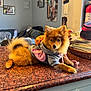 dog, puppy, clothing, hoodie, countertop, indoor, furniture, couch, basket, papers, wall_art, picture_frame, fire_extinguisher, table, pet, fluffy, brown_fur, cute, relaxed, home