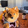 dog, puppy, hoodie, countertop, indoor, living_room, furniture, table, vitamins, bottle, ears, fur, pet, cute, small_dog, orange_brown, front_paws, looking_at_camera, domestic_animal, cozy