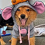 dog, costume, hoodie, mouse_ears, orange, pink, cute, pet, indoor, sofa, playful, animal, fur, canine, smiling, tongue_out, two_dogs, cozy, home, happy