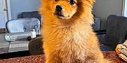 Pompon joined the competition — help win amazing prizes! dog, puppy, pomeranian, fluffy, brown, table, countertop, indoor, living_room, furniture, chair, picture_frame, wall_art, pet, cute, small_dog, curious, ears, fur, nose