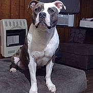 Pearl joined the competition — help win amazing prizes! alert, animal, brown_and_white, canine, companion, couch, dog, domestic_animal, ears_up, floor, furniture, heater, home, indoor, looking_up, pet, short_hair, sitting, window_air_conditioner, wood_paneling