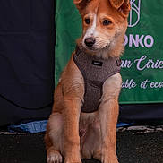 Ako participe au concours pour gagner de l'argent avec cette photo : animal, background, banner, brown, canine, curious, dog, ears, fur, harness, leash, outdoor, paw, pet, portrait, puppy, sitting, wet_ground, white, young