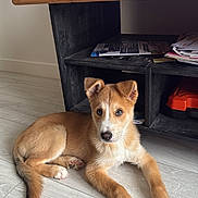 Ako a rejoint le concours — aidez-le/la à gagner de superbes lots ! puppy, dog, floor, wooden_floor, living_room, tv_stand, television, paper, socks, pet, indoor, brown_fur, white_fur, curious, cute, young_dog, animal, domestic, resting, home