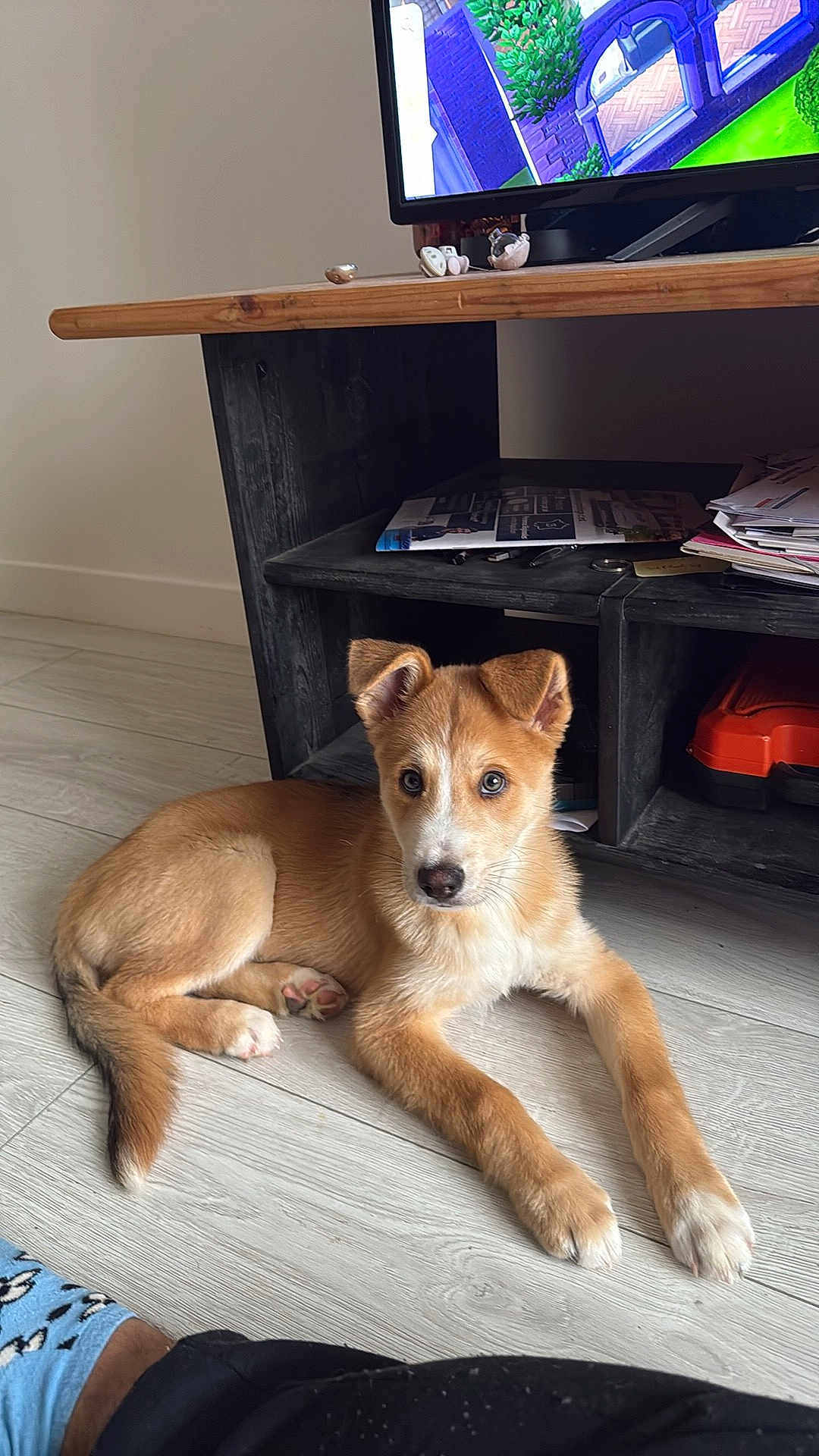 Ako a rejoint le concours — aidez-le/la à gagner de superbes lots ! puppy, dog, floor, wooden_floor, living_room, tv_stand, television, paper, socks, pet, indoor, brown_fur, white_fur, curious, cute, young_dog, animal, domestic, resting, home