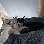 Meeko participe au concours pour gagner de l'argent avec cette photo : cat, cats, kitten, tuxedo_cat, white_cat, gray_cat, feline, pet, animal, face, eyes, ears, whiskers, nose, indoors, cat_tree, scratching_post, blanket, cozy, portrait