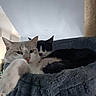cat, cats, kitten, tuxedo_cat, white_cat, gray_cat, feline, pet, animal, face, eyes, ears, whiskers, nose, indoors, cat_tree, scratching_post, blanket, cozy, portrait