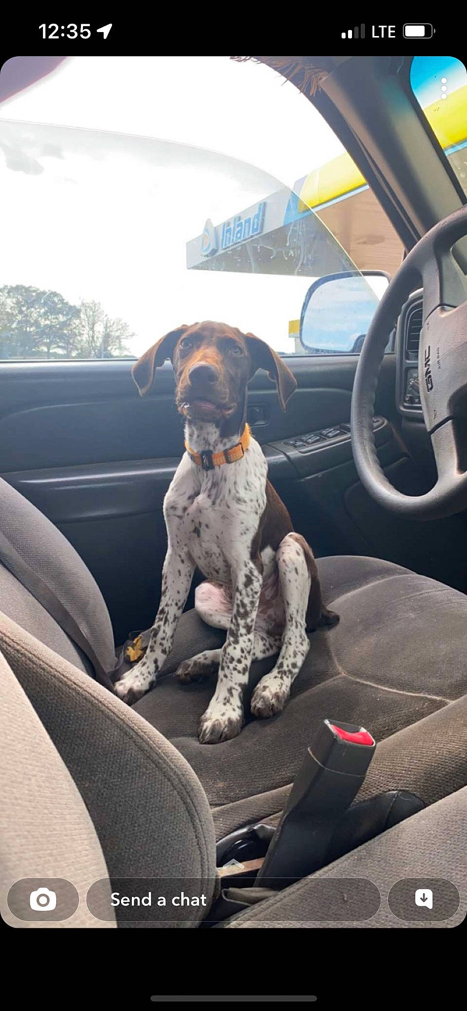 Fisher joined the competition — help win amazing prizes! auto_part, automotive_design, automotive_exterior, car, car_seat, car_seat_cover, carnivore, companion_dog, dog, dog_breed, family_car, land_vehicle, mode_of_transport, motor_vehicle, sky, snout, steering_part, steering_wheel, vehicle, vehicle_door