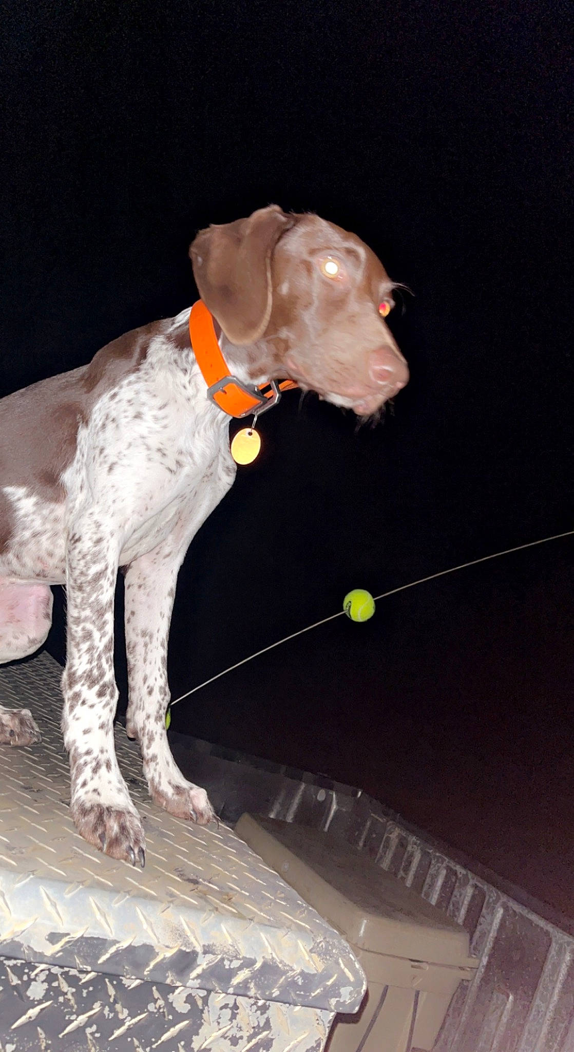 Fisher joined the competition — help win amazing prizes! canidae, carnivore, collar, companion_dog, dog, dog_breed, dog_collar, dog_supply, fawn, gun_dog, hunting_dog, leash, liver, non_sporting_group, pet_supply, snout, sporting_group, tail, working_animal, working_dog