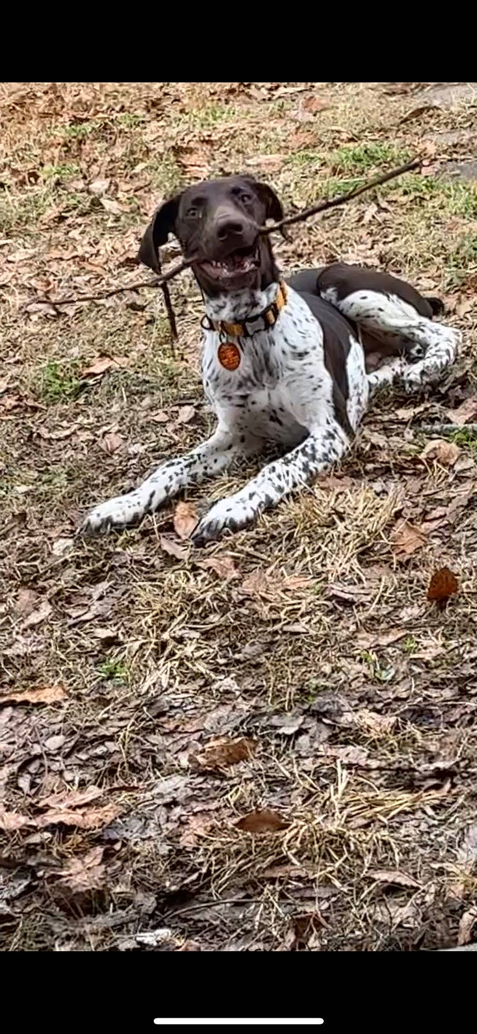 Fisher joined the competition — help win amazing prizes! braque_dauvergne, braque_francais, carnivore, collar, companion_dog, dog, dog_breed, dog_collar, dog_supply, fawn, grass, gun_dog, hunting_dog, liver, old_danish_pointer, pointing_breed, soil, sporting_group, tail, working_animal