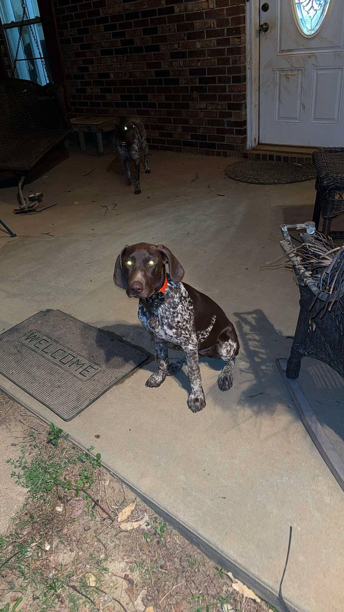 Buck is registered to the contest to win money with this photo: canidae, carnivore, chair, collar, companion_dog, dog, dog_breed, dog_supply, door, flooring, guard_dog, gun_dog, non_sporting_group, pet_supply, sitting, snout, sporting_group, tail, working_animal, working_dog
