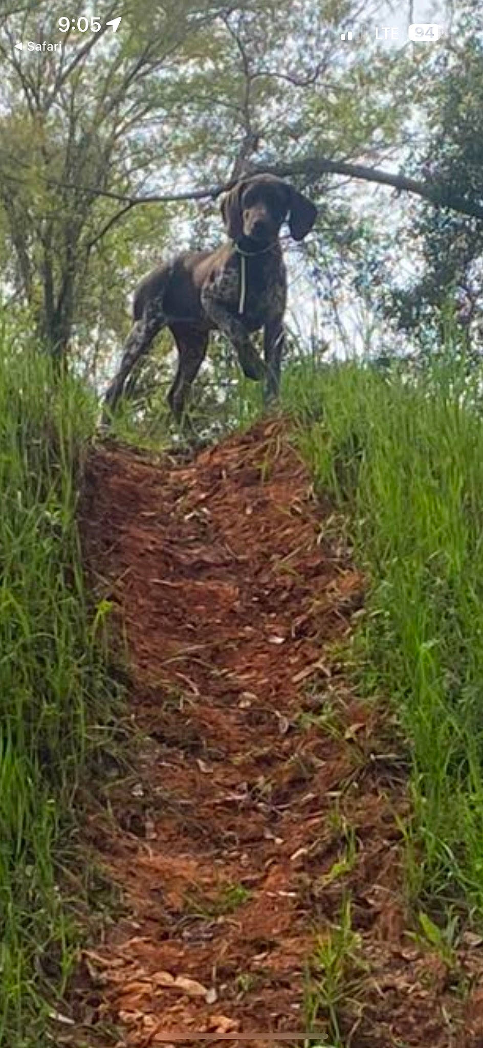 Buck joined the competition — help win amazing prizes! agriculture, canidae, carnivore, dog, dog_breed, field, grass, grass_family, grassland, groundcover, natural_landscape, plant, plant_community, plantation, shrub, soil, sporting_group, terrestrial_animal, tree, working_animal