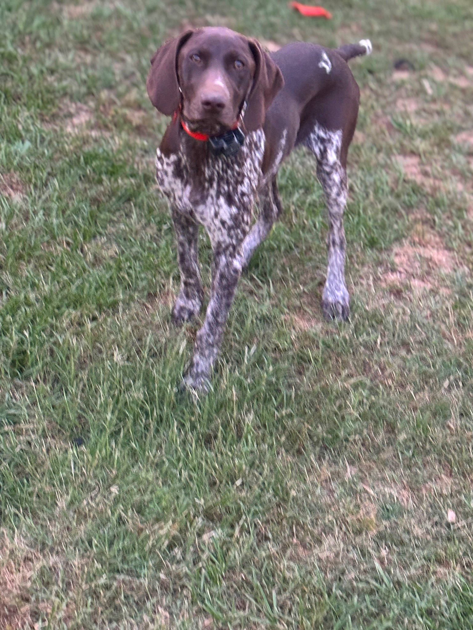 Buck joined the competition — help win amazing prizes! braque_francais, carnivore, collar, companion_dog, dog, dog_breed, dog_collar, dog_supply, grass, gun_dog, hunting_dog, liver, non_sporting_group, pet_supply, sporting_group, tail, working_animal