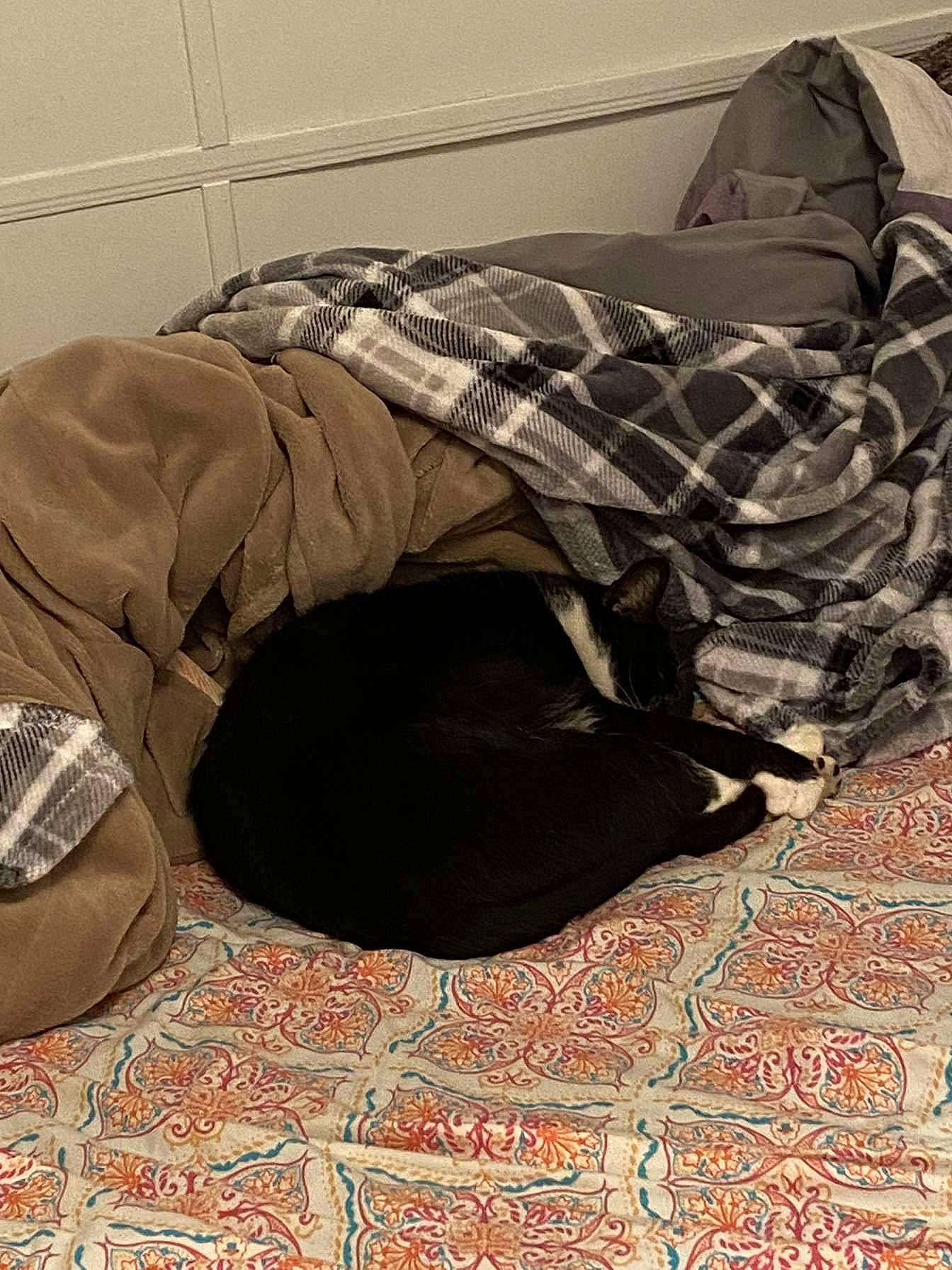 Sitter is registered to the contest to win money with this photo: bag, bedding, bedroom, brown, carnivore, carpet, comfort, dog_breed, dog_supply, floor, flooring, fur, grey, hardwood, linens, pattern, room, textile, tints_and_shades, wood