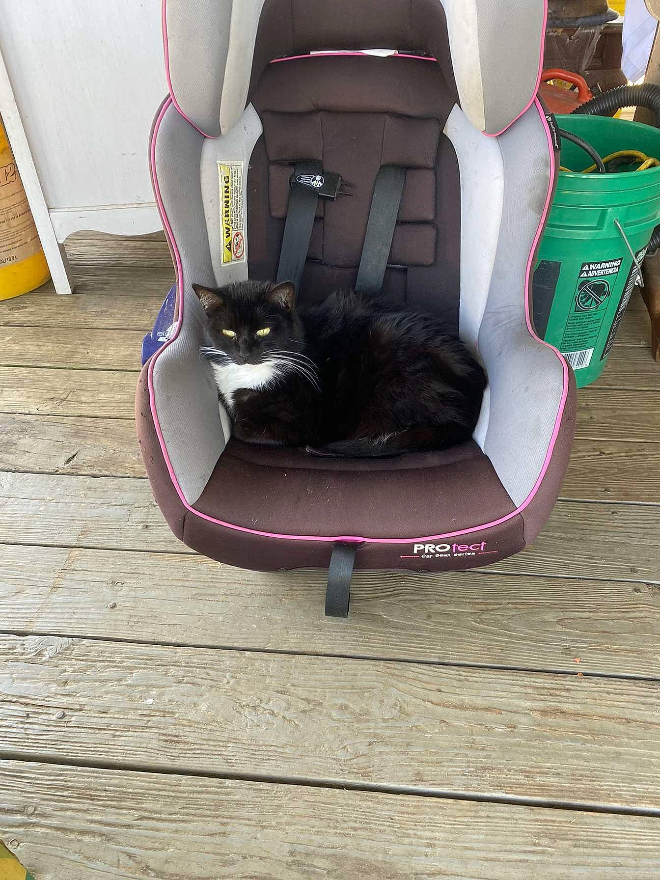 Sitter joined the competition — help win amazing prizes! armrest, automotive_design, bag, baggage, carmine, carnivore, chair, comfort, fashion_accessory, felidae, flooring, hardwood, luggage_and_bags, magenta, personal_protective_equipment, purple, recreation, sitting, sports_equipment, wood