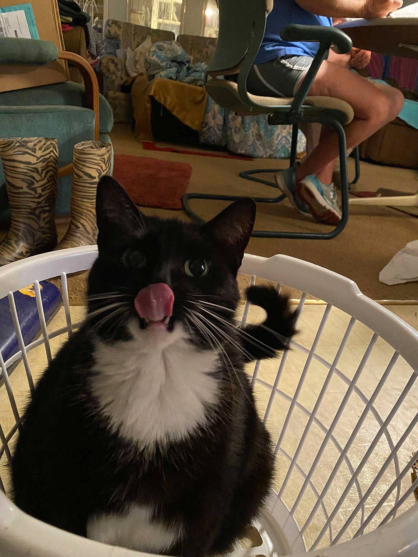 Sitter is registered to the contest to win money with this photo: bag, box, cardboard, carnivore, cat, chair, comfort, domestic_short_haired_cat, felidae, fur, pet_supply, sitting, small_to_medium_sized_cats, snapshot, whiskers