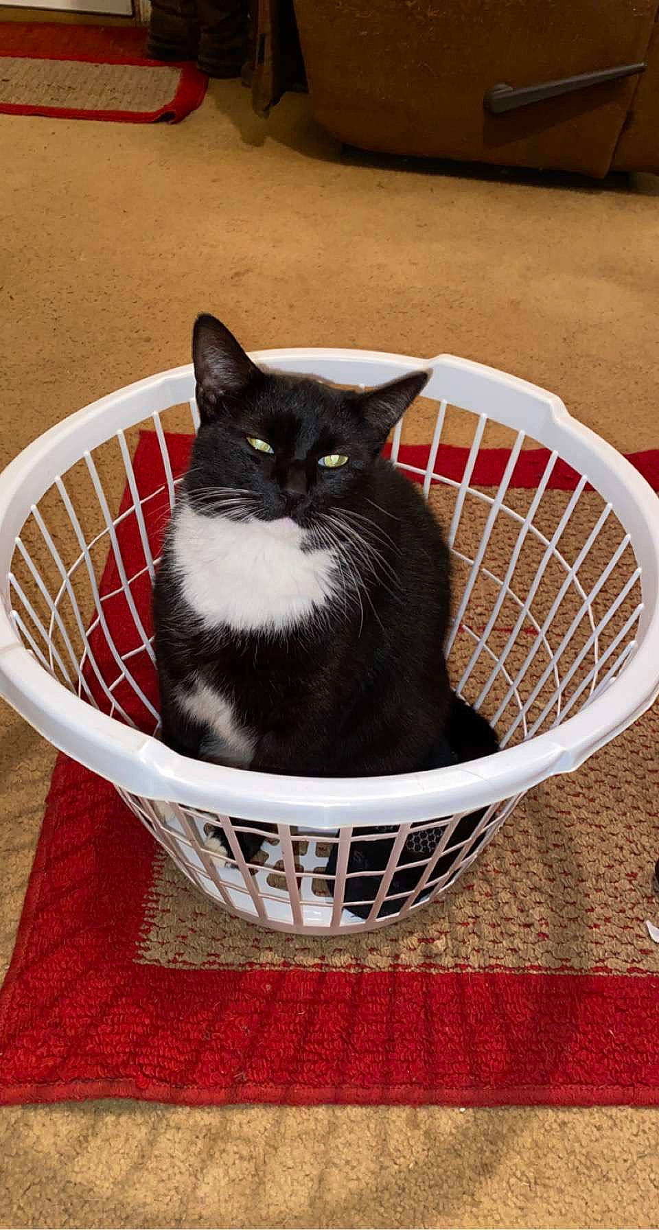 Sitter joined the competition — help win amazing prizes! animal_shelter, basket, black_cat, bombay, cage, carnivore, cat, cat_supply, domestic_short_haired_cat, door, felidae, fur, grey, pet_supply, small_to_medium_sized_cats, snout, tail, tire, wheel, whiskers