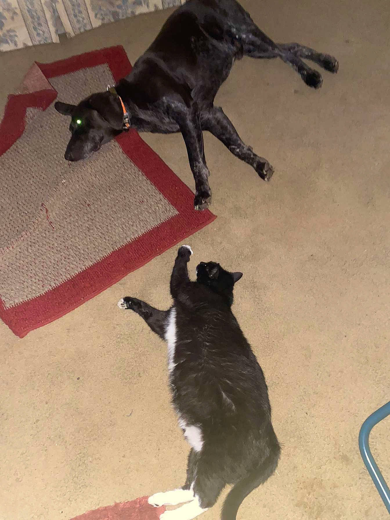 Sitter joined the competition — help win amazing prizes! black, carnivore, cat, dog_breed, domestic_short_haired_cat, felidae, floor, flooring, fur, mammal, paw, sand, shadow, small_to_medium_sized_cats, sporting_group, tail, terrestrial_animal, tints_and_shades, working_animal