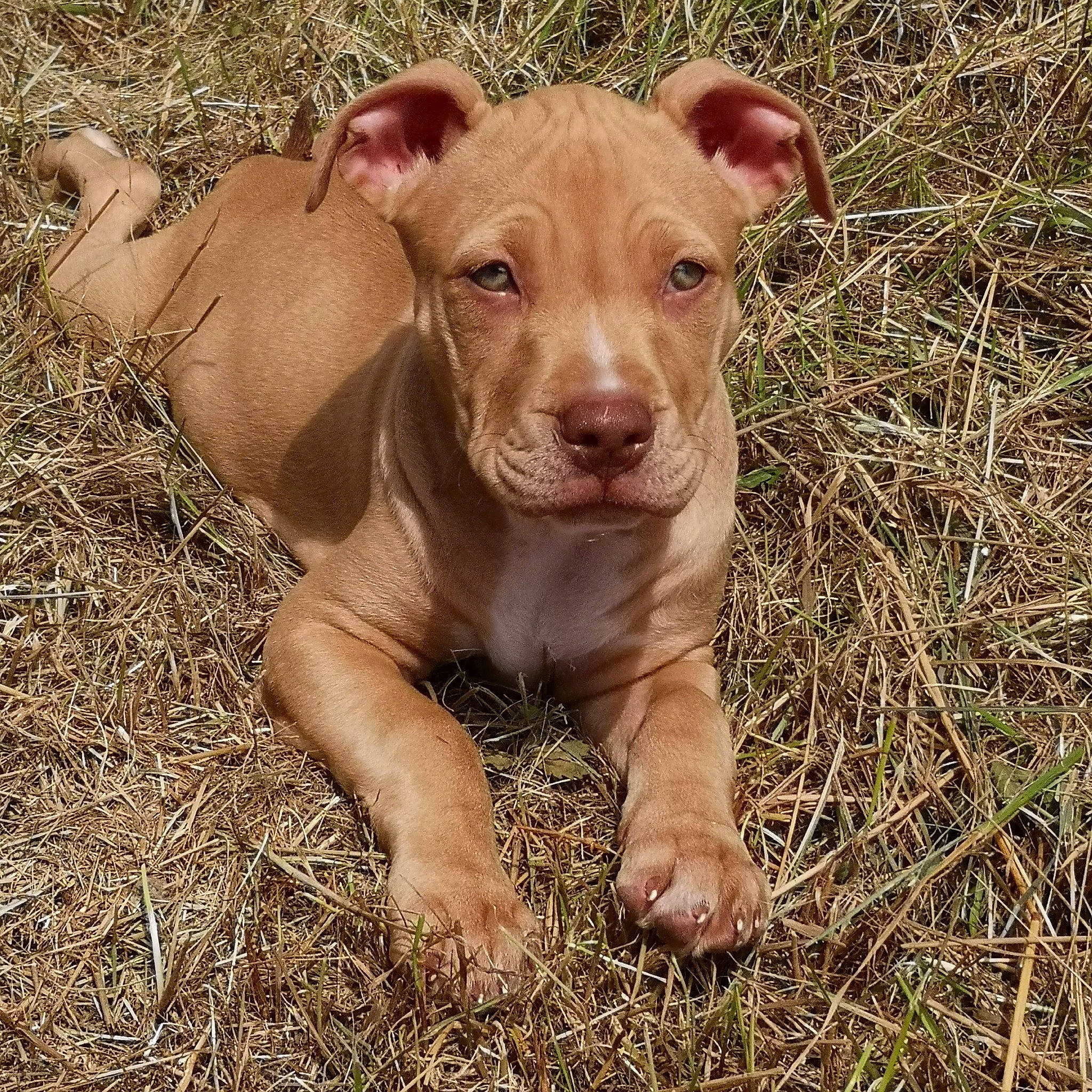 Queenie participe au concours pour gagner de l'argent avec cette photo : canidae, carnivore, companion_dog, dog, dog_breed, fawn, grass, grassland, liver, soil, terrestrial_animal, working_animal