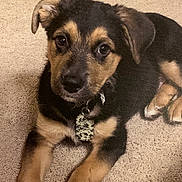 Hunter is registered to the contest to win money with this photo: puppy, dog, carpet, indoor, pet, collar, tag, toy, black_fur, tan_fur, cute, young_dog, looking_up, ears, legs, animal, domestic_animal, playing, lying_down, brown