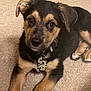 puppy, dog, carpet, indoor, pet, collar, tag, toy, black_fur, tan_fur, cute, young_dog, looking_up, ears, legs, animal, domestic_animal, playing, lying_down, brown