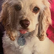 Ammo joined the competition — help win amazing prizes! dog, puppy, close_up, fluffy, curly_ears, tongue_out, pet_tag, cute, animal, domestic_animal, young_dog, portrait, indoors, fur, canine, adorable, looking_at_camera, whiskers, soft_light, friend