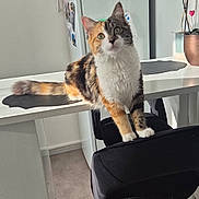 Kira participe au concours pour gagner de l'argent avec cette photo : animal, calico_cat, cat, chair, curious, domestic, eyes, floor, fur, furniture, home, indoor, kitchen, mammal, pet, plant, potted_plant, refrigerator, table, whiskers
