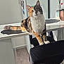 animal, calico_cat, cat, chair, curious, domestic, eyes, floor, fur, furniture, home, indoor, kitchen, mammal, pet, plant, potted_plant, refrigerator, table, whiskers