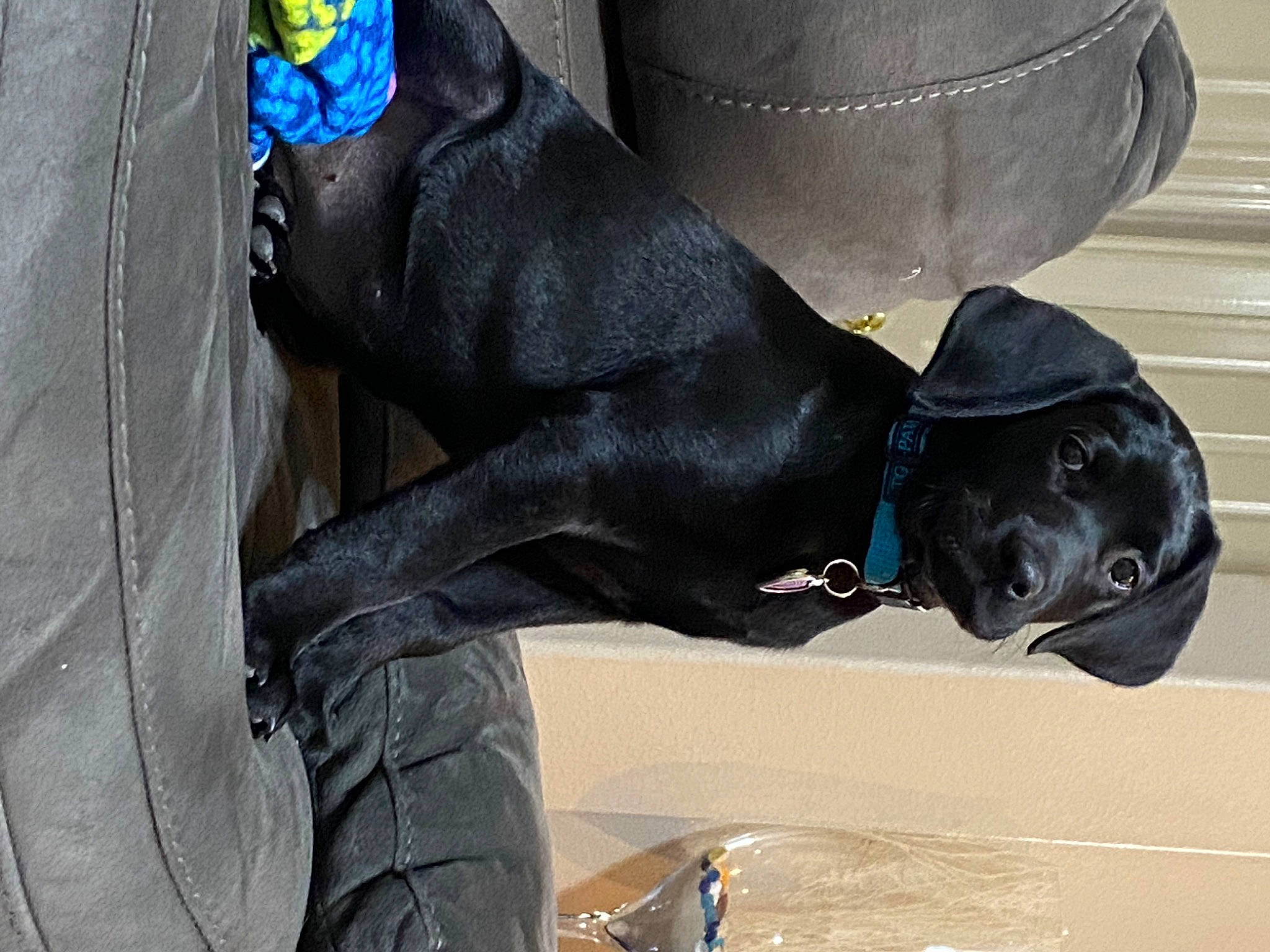 Marley joined the competition — help win amazing prizes! automotive_tire, carnivore, collar, companion_dog, dog, dog_breed, dog_collar, electric_blue, fawn, fur, grey, human_leg, personal_protective_equipment, sculpture, snout, sporting_group, street_fashion, thigh, waist, working_animal