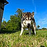 Vulcan participe au concours pour gagner de l'argent avec cette photo : animal, blue_sky, canine, closeup, curious, daylight, dog, ears, fur, grass, greenery, happy, husky, mammal, nature, outdoor, pet, playing, portrait, sunny