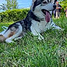 animal, blue_sky, canine, clouds, daytime, dog, grass, greenery, happy, husky, leisure, nature, outdoor, people, pet, relaxation, summer, sunlight, tongue_out, trees